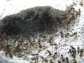 Inside the world of ants ( Lasius Niger) Inside the world of ants ( Lasius Niger)