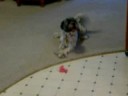 Dog playing with toy bunny Dog playing with toy bunny