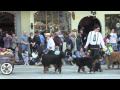 Bernese