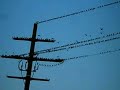 Vogelscheuche