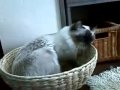���ߥ�������Ƥ���˥�����ˤ���˥��:YouTube������=13��