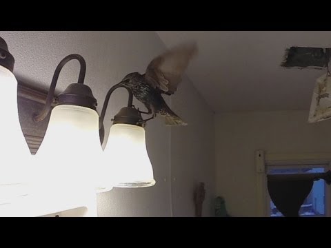 how to get birds out of bathroom vent