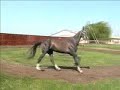 Akhal-Teke stallion