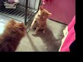 cat vs dog