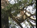 FORET DES CEDRES ET SINGES 2/7