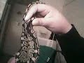 Ball Python Piston Ball Python Piston