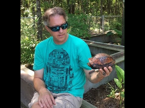 YouTube reptile video