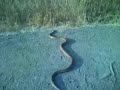 Snake on Stevens Creek trail