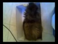 Persian  kitten Black Tortie, Nikita Halo 2