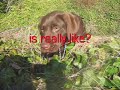 Loco Coco the Hutikihi Hound ~ Ain't No Sunshine by Sting