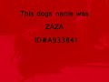 Caucasian Ovcharka Dog is EUTHANIZED! Caucasian Ovcharka Dog is EUTHANIZED!