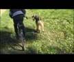 Airedale Terrier video