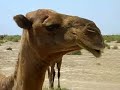 The Camel Chasers The Camel Chasers