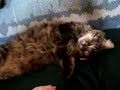 Lazy Cat -  Couch   Potato