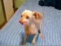 Freaking Annoying Dog On Drugs! WEIRD BARK! Freaking Annoying Dog On Drugs! WEIRD BARK!