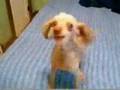 Freaking Annoying Dog On Drugs! WEIRD BARK!