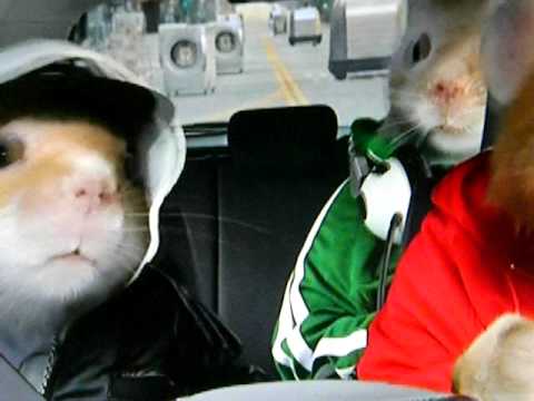 gaNGSTER-HAMSTER