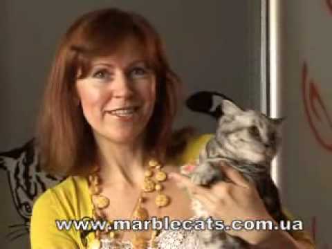 Marble Design *UA -британские котята мраморных окрасов