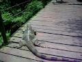 reptiel laketown 200909