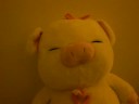doll pig