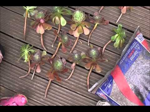 how to transplant aeonium