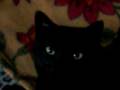 videos de Betty - Black Kitten