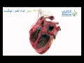 الدورة الدموية للقلب