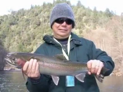 more Trinity River steelhead