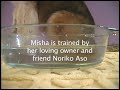 Dog Blows Bubbles ( http://asoagilitydogs.com/)