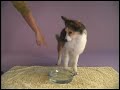 Dog Blows Bubbles ( http://asoagilitydogs.com/)