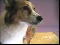 Dog Blows Bubbles ( http://asoagilitydogs.com/)