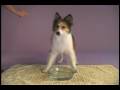 Dog Blows...