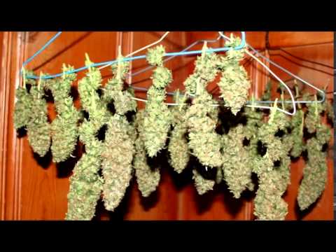 how to grow 1 lb of weed