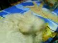 videos de piedrolfa