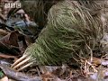 What really killed the sloth? Part 1 - Amazon Assassin - BBC wildlife