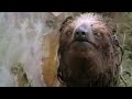 What really killed the sloth? Part 1 - Amazon Assassin - BBC wildlife