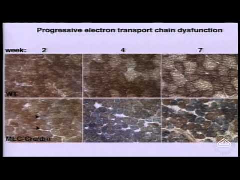 Mitochondria: dynamic organelles critical for human health