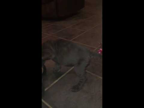 Red Blue Female video