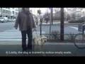 Trained-Guide-Dog