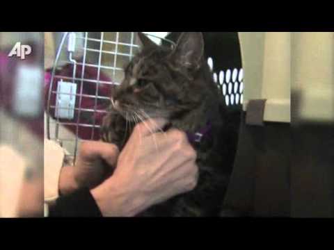 Cat in Cockpit Causes Four-hour Flight Delay