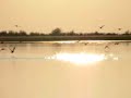 Ducks in Minto FLats