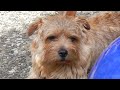 Norfolk Terrier Norfolk Terrier