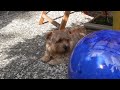 Norfolk Terrier Norfolk Terrier