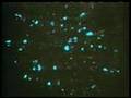 Luminescent Creatures  *FaNtAsTiC*