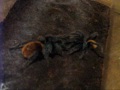 Parenje Chromatopelma cyanopubescens