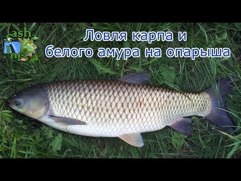 ловля карпа и амура в мае видео ловля карпа и амура в мае видео