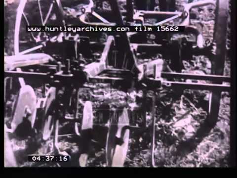 how to grow sugar beets