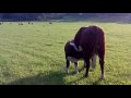 Lill-tjuren och mamma-mu