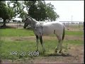 Carbon Confetti Appaloosa sport horse colt-For Sale