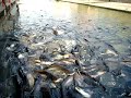 Fische von Ayutthaya